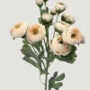 Afloral.com Florals & Greenery>Blooming Ranunculus Flowers in Blush