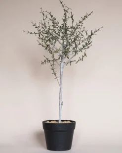 Shoppe At The Avenue Florals & Greenery|Home Decor>Faux Thyme Topiary in Pot