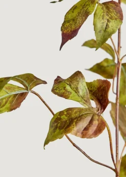 Afloral.com Florals & Greenery><noscript><img width=