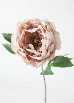 Afloral.com Florals & Greenery>Peony Flower in Taupe Mauve